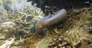 งูทะเลมะกอก