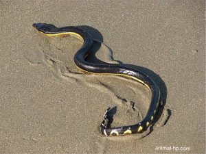 งูทะเลท้องเหลือง