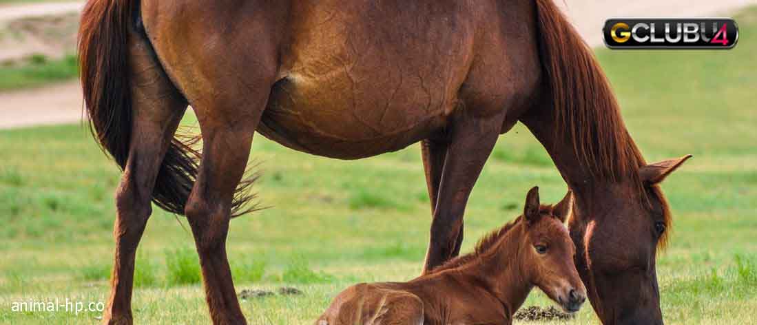 อาการและระยะการตั้งครรภ์ของม้า