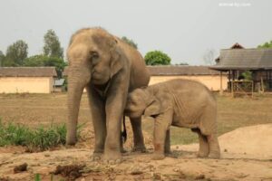 ช้างเอเชียสัตว์ใหญ่ที่ควรรู้จัก